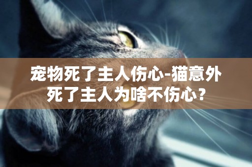 寵物死了主人傷心-貓意外死了主人為啥不傷心？