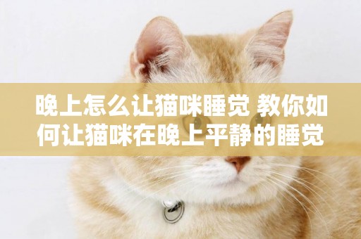 晚上怎么讓貓咪睡覺 教你如何讓貓咪在晚上平靜的睡覺