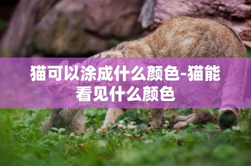貓可以涂成什么顏色-貓能看見什么顏色