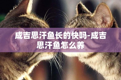 成吉思汗魚長的快嗎-成吉思汗魚怎么養