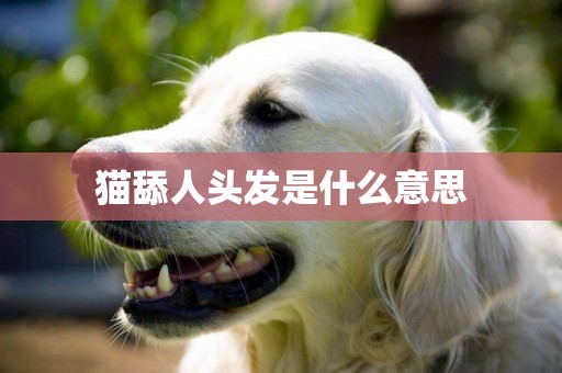 貓舔人頭發是什么意思