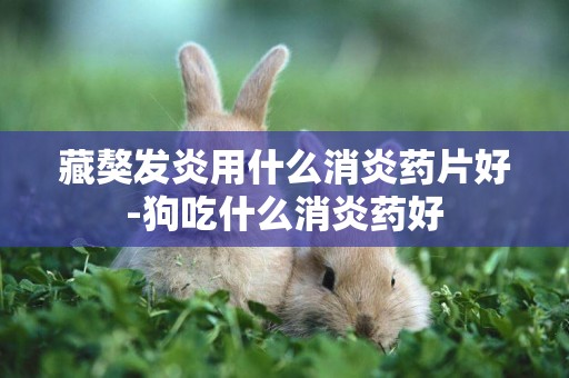 藏獒發炎用什么消炎藥片好-狗吃什么消炎藥好