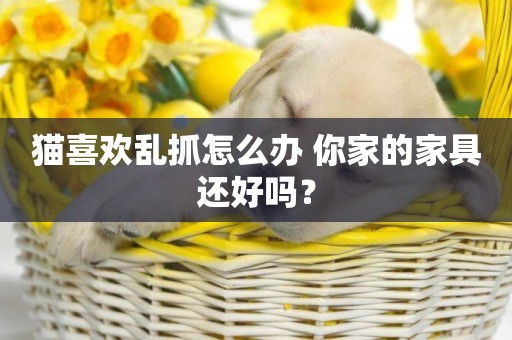 貓喜歡亂抓怎么辦 你家的家具還好嗎？