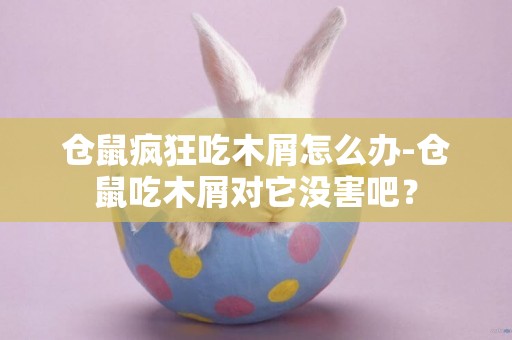 倉鼠瘋狂吃木屑怎么辦-倉鼠吃木屑對它沒害吧？