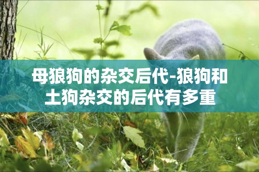 母狼狗的雜交后代-狼狗和土狗雜交的后代有多重