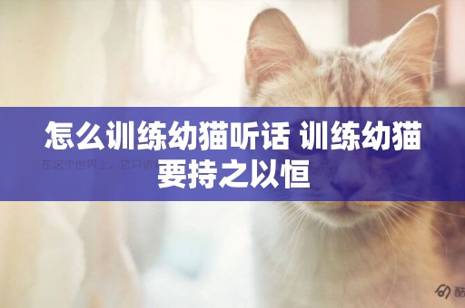 怎么訓練幼貓聽話 訓練幼貓要持之以恒