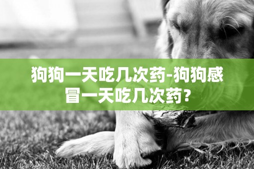狗狗一天吃幾次藥-狗狗感冒一天吃幾次藥？