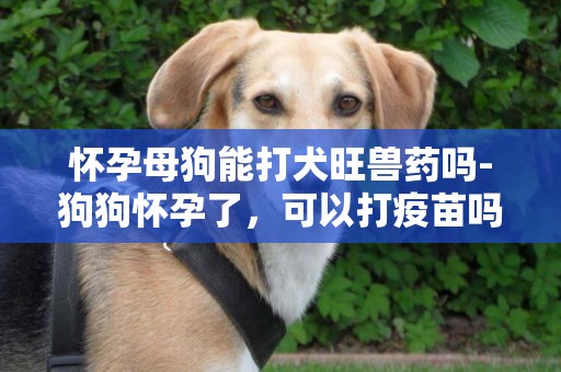 懷孕母狗能打犬旺獸藥嗎-狗狗懷孕了，可以打疫苗嗎？