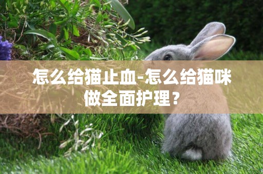 怎么給貓止血-怎么給貓咪做全面護理？