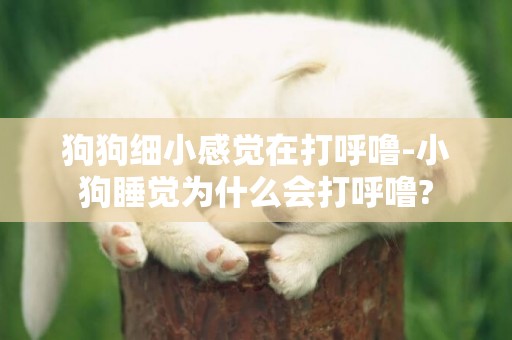 狗狗細小感覺在打呼嚕-小狗睡覺為什么會打呼嚕?