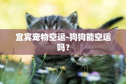 宜賓寵物空運-狗狗能空運嗎？