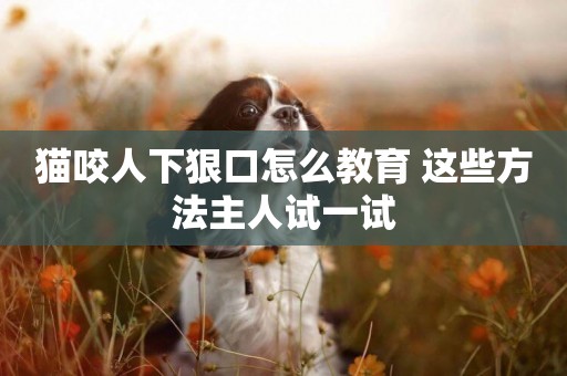 貓咬人下狠口怎么教育 這些方法主人試一試