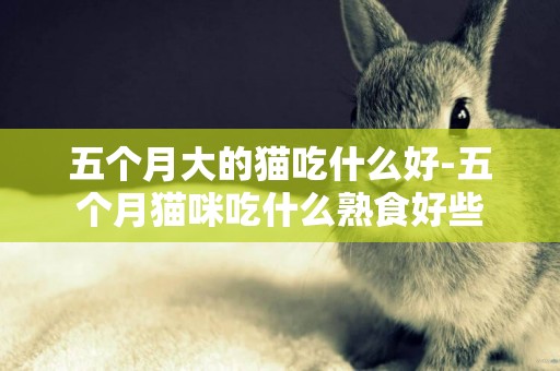 五個月大的貓吃什么好-五個月貓咪吃什么熟食好些