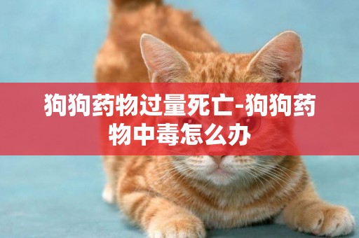 狗狗藥物過量死亡-狗狗藥物中毒怎么辦
