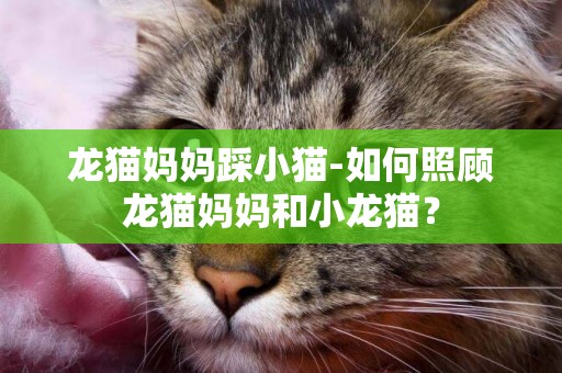 龍貓媽媽踩小貓-如何照顧龍貓媽媽和小龍貓？