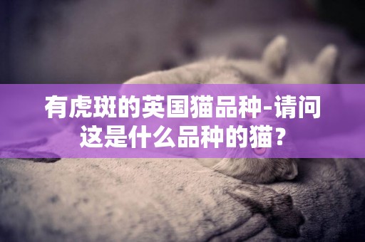 有虎斑的英國貓品種-請問這是什么品種的貓？