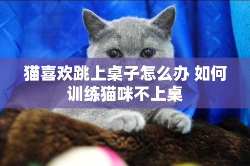 貓喜歡跳上桌子怎么辦 如何訓練貓咪不上桌