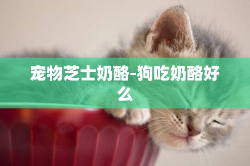 寵物芝士奶酪-狗吃奶酪好么