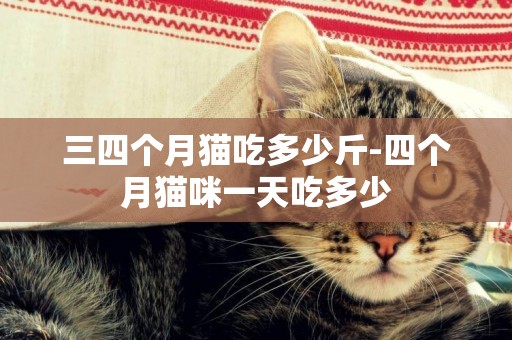 三四個月貓吃多少斤-四個月貓咪一天吃多少