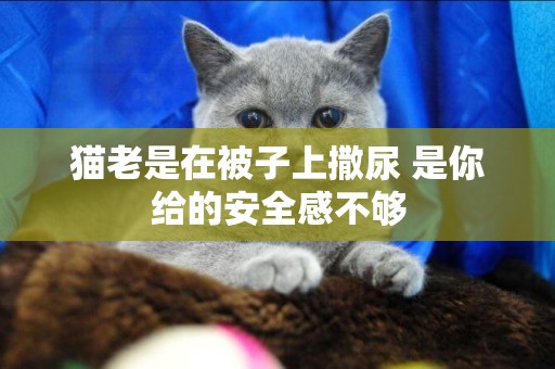 貓老是在被子上撒尿 是你給的安全感不夠