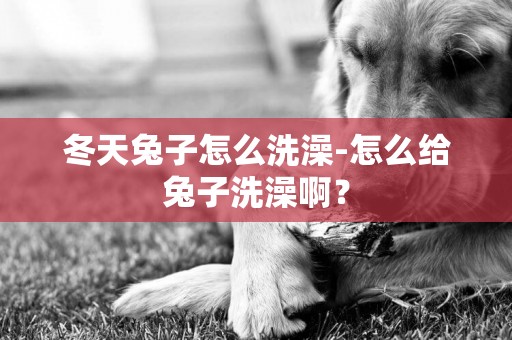 冬天兔子怎么洗澡-怎么給兔子洗澡啊？