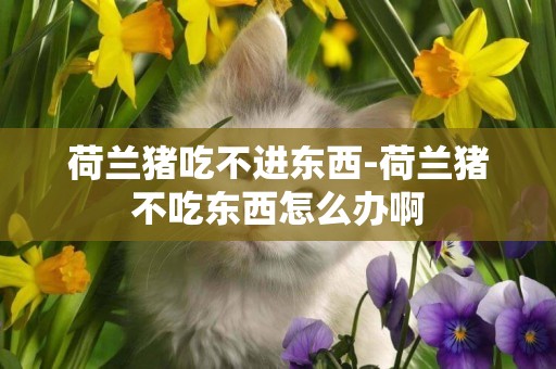荷蘭豬吃不進東西-荷蘭豬不吃東西怎么辦啊