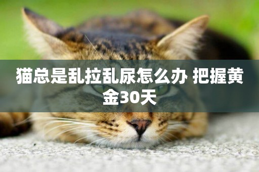 貓總是亂拉亂尿怎么辦 把握黃金30天 貓總是亂拉亂尿怎么辦 把握黃金30天