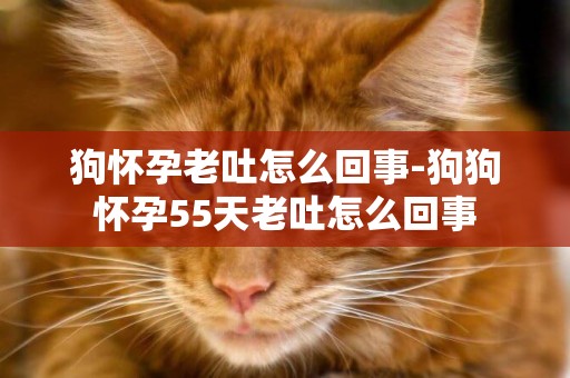 狗懷孕老吐怎么回事-狗狗懷孕55天老吐怎么回事