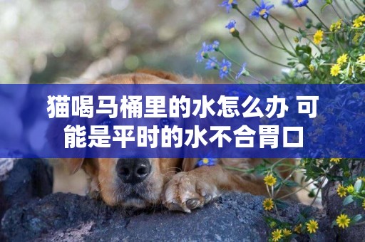 貓喝馬桶里的水怎么辦 可能是平時的水不合胃口