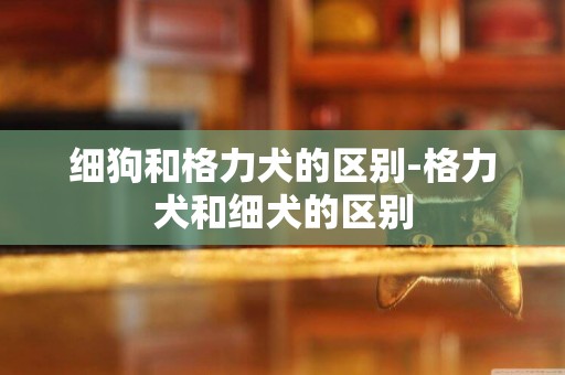 細狗和格力犬的區別-格力犬和細犬的區別