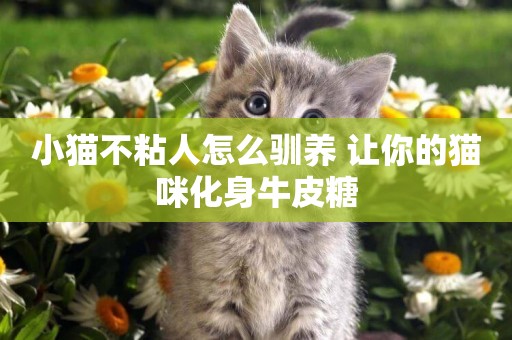 小貓不粘人怎么馴養 讓你的貓咪化身牛皮糖
