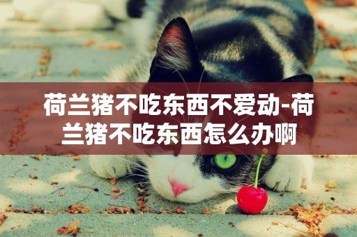 荷蘭豬不吃東西不愛動-荷蘭豬不吃東西怎么辦啊