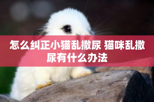 怎么糾正小貓亂撒尿 貓咪亂撒尿有什么辦法