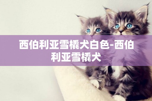 西伯利亞雪橇犬白色-西伯利亞雪橇犬