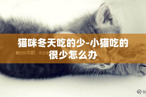 貓咪冬天吃的少-小貓吃的很少怎么辦