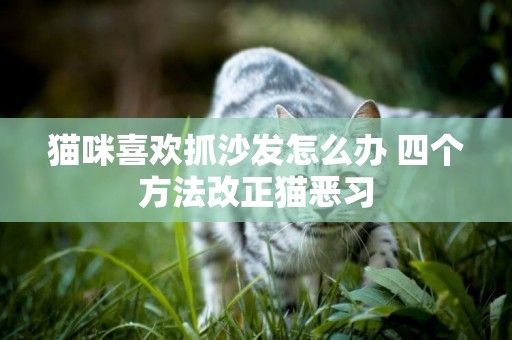 貓咪喜歡抓沙發怎么辦 四個方法改正貓惡習 貓咪喜歡抓沙發怎么辦 四個方法改正貓惡習