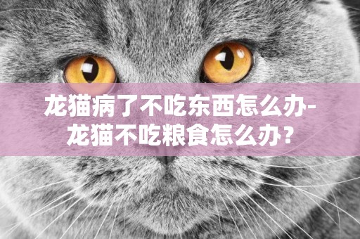 龍貓病了不吃東西怎么辦-龍貓不吃糧食怎么辦？