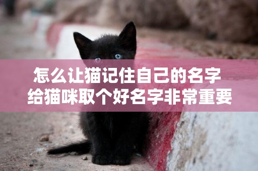 怎么讓貓記住自己的名字 給貓咪取個好名字非常重要