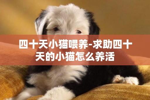 四十天小貓喂養-求助四十天的小貓怎么養活