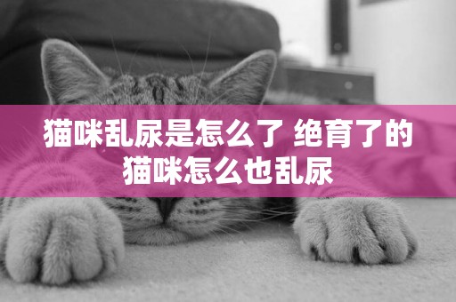 貓咪亂尿是怎么了 絕育了的貓咪怎么也亂尿 貓咪亂尿是怎么了 絕育了的貓咪怎么也亂尿