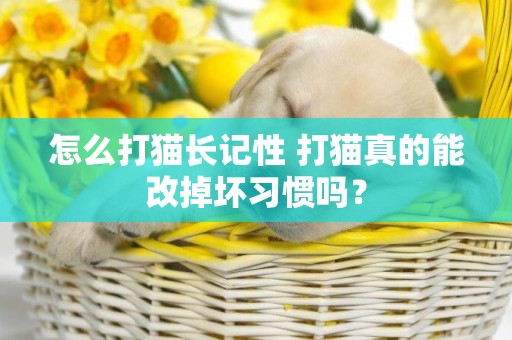 怎么打貓長記性 打貓真的能改掉壞習慣嗎？
