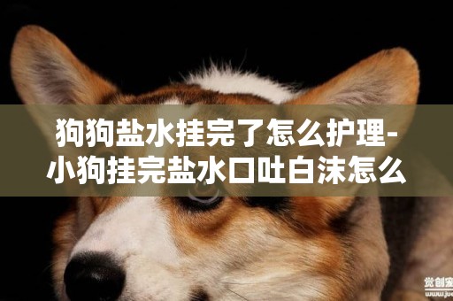 狗狗鹽水掛完了怎么護理-小狗掛完鹽水口吐白沫怎么辦