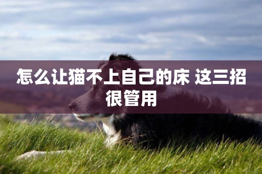 怎么讓貓不上自己的床 這三招很管用