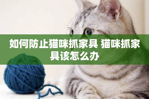 如何防止貓咪抓家具 貓咪抓家具該怎么辦