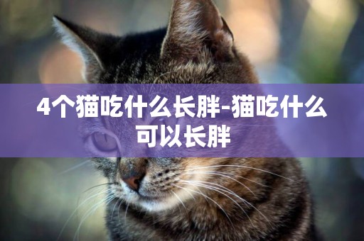 4個貓吃什么長胖-貓吃什么可以長胖