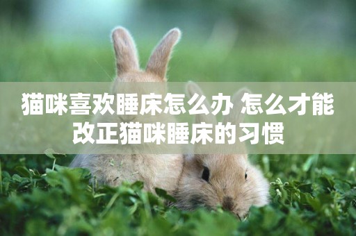貓咪喜歡睡床怎么辦 怎么才能改正貓咪睡床的習慣 貓咪喜歡睡床怎么辦 怎么才能改正貓咪睡床的習慣