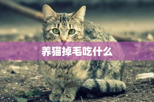 養貓掉毛吃什么
