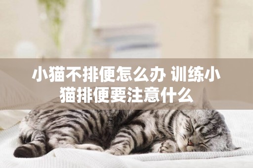 小貓不排便怎么辦 訓練小貓排便要注意什么