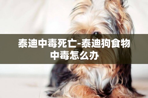 泰迪中毒死亡-泰迪狗食物中毒怎么辦
