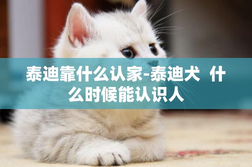 泰迪靠什么認家-泰迪犬  什么時候能認識人